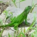 iguana