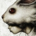 RAT