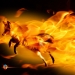 FireFox3