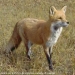 FoxFera