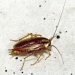 mirza1995