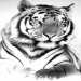 _TIGER_