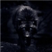 Black_Wolf