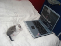My little cat :$ (F) R.I.P