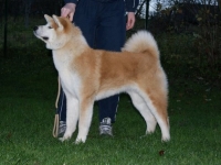Hoshi
