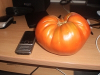1kg paradajz