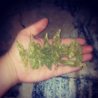 ganja arm#2