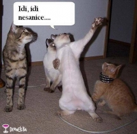 Kad se macke oleshe XD
