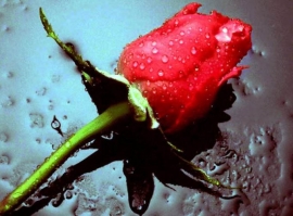 Sretan 8. mart !